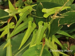 Dioscorea japonica