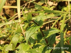 Eupatorium kiirunense