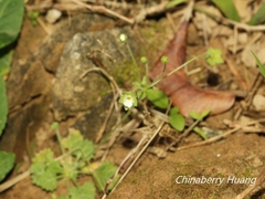 Androsace umbellata