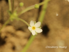Androsace umbellata