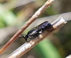 Hylaeus schwarzii