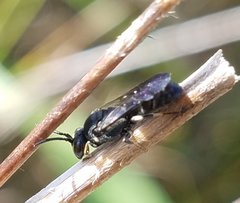 Hylaeus schwarzii