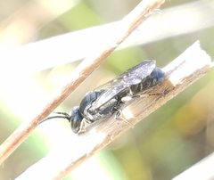 Hylaeus schwarzii