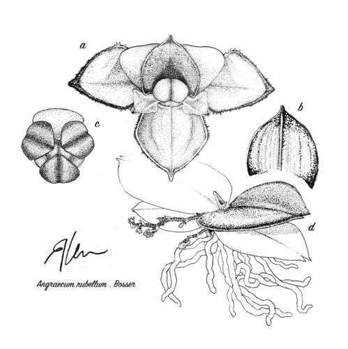 Angraecum rubellum image
