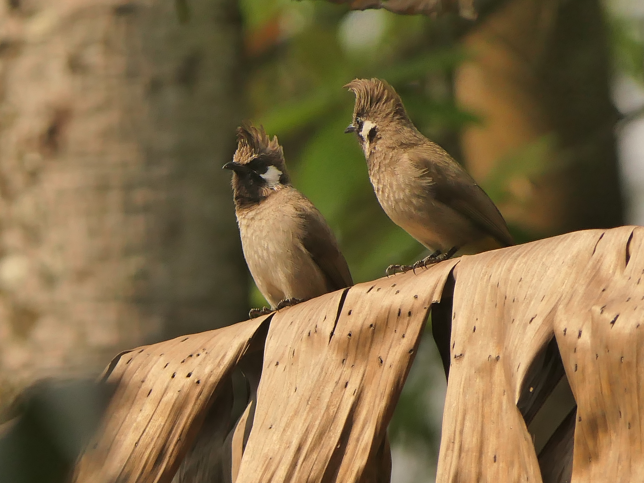 Himalayan Bulbul (Pycnonotus leucogenys), photo 8