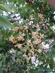 Chionanthus ramiflorus