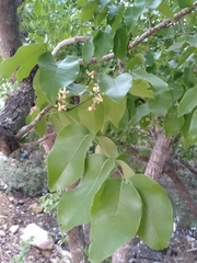 Chionanthus ramiflorus