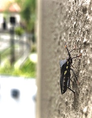 Piezogaster obscuratus