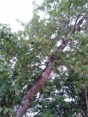 Chionanthus ramiflorus