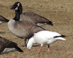 Anser caerulescens × rossii