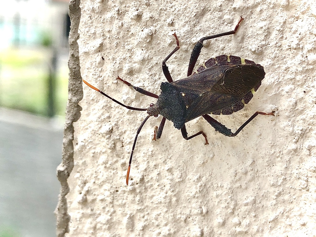 Piezogaster obscuratus