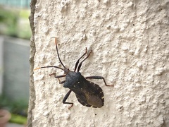 Piezogaster obscuratus
