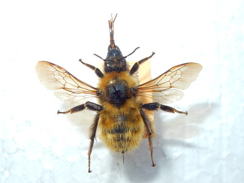 Foto von Laesus-Hummel