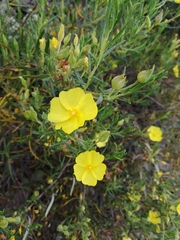 Cistus calycinus