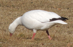 Anser caerulescens × rossii