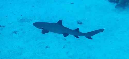Whitetip reef shark