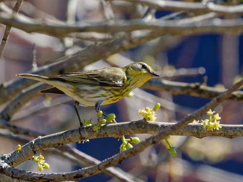 Cape May Warbler