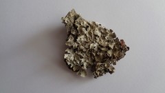 Parmelia sulcata