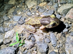 Hylambates maculatus