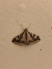 Agrioglypta excelsalis