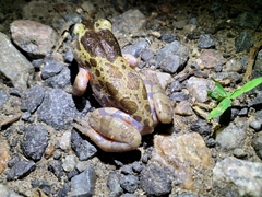 Hylambates maculatus