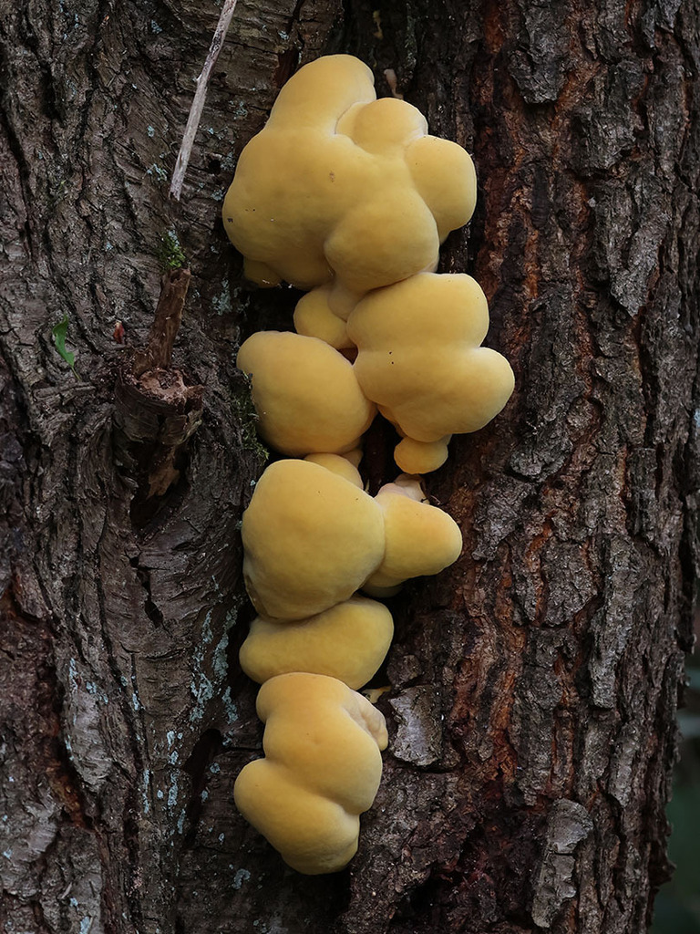 Laetiporus sulphureus · April 2026 · photo: © mycobel (iNaturalist, cc-by)
