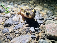 Hylambates maculatus