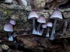 Mycena stipata