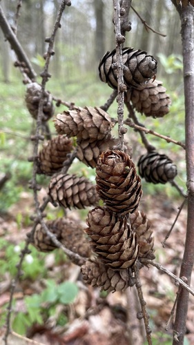 European larch