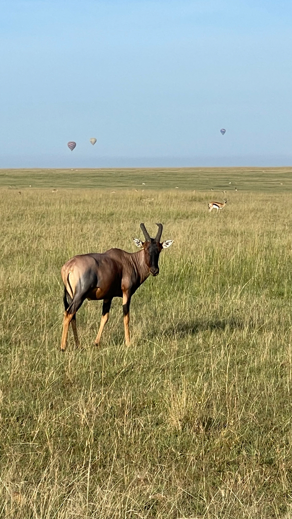 Damaliscus lunatus jimela, Narok, Narok, KE, by roque35121