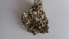 Parmelia sulcata
