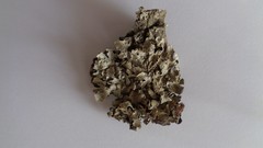 Parmelia sulcata