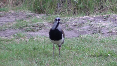Vanellus chilensis