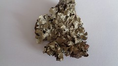 Parmelia sulcata