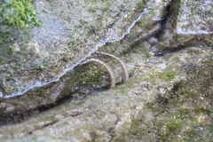 Ophiocoma scolopendrina