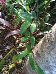 Tetrastigma hemsleyanum