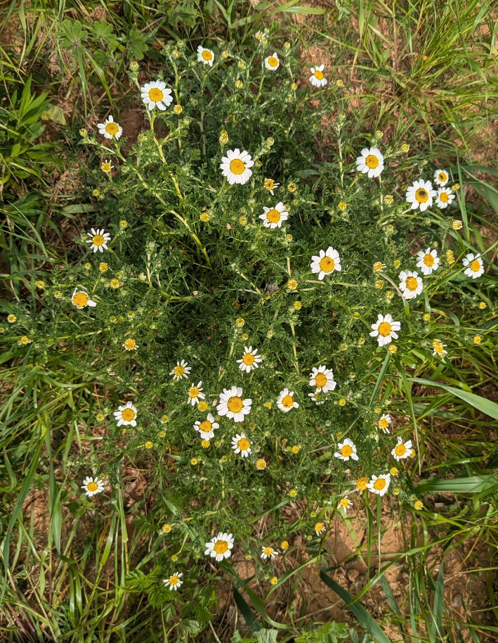 Whitebuttons (Anacyclus clavatus)