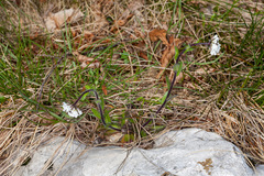 Arabis ciliata