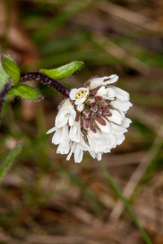 Arabis ciliata, photograph 1