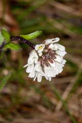 (c) Drepanostoma, some rights reserved (CC BY) Arabis ciliata, photograph (c) Drepanostoma, some rights reserved (CC BY)