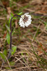 (c) Drepanostoma, some rights reserved (CC BY) Arabis ciliata, photograph (c) Drepanostoma, some rights reserved (CC BY)
