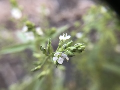 Veronica undulata