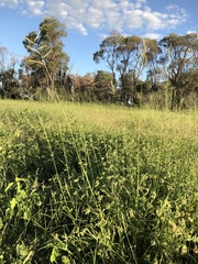 Urochloa mosambicensis