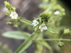Veronica undulata