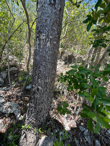 Bursera lunanii (Spreng.) C.D.Adams & Dandy ex Proctor 2