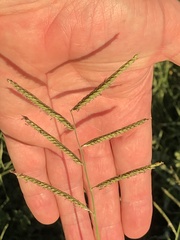 Urochloa mosambicensis