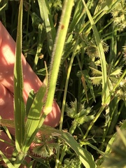 Urochloa mosambicensis