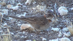 Zonotrichia capensis