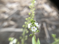 Veronica undulata