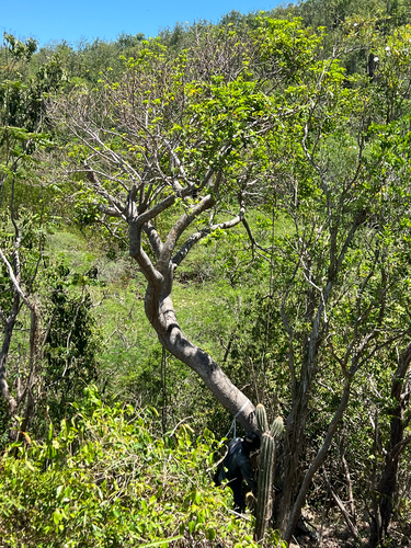 Bursera hollickii (Britton) Fawc. & Rendle